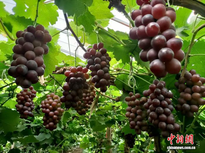 現金網：遼甯北鎮：一顆葡萄串起四季增收鏈